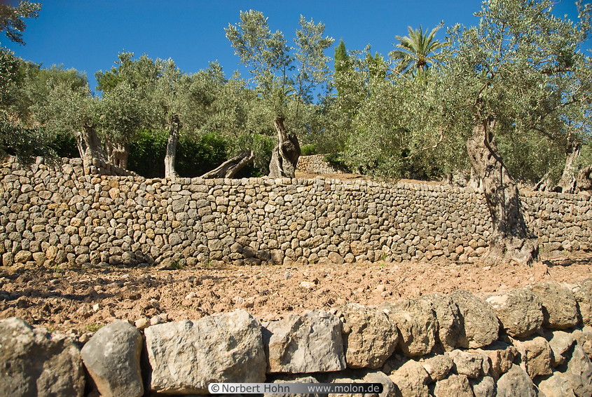 04 Terraced olive tree fields