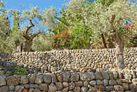 05 Terraced olive tree fields