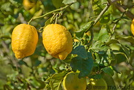 06 Lemon tree near Soller