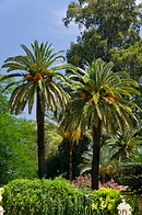 06 Gardens with palm trees