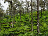13 Tea plantation