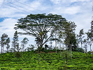 16 Tree in tea plantation