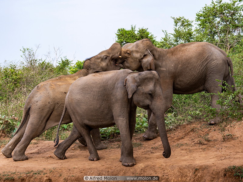 15 Group of elephants
