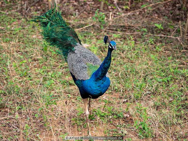 18 Peacock