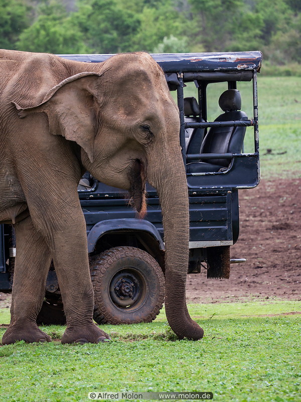 46 Elephant and tourist jeep