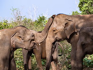 07 Elephant couple