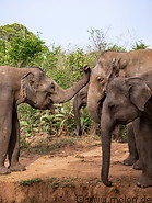 13 Group of elephants