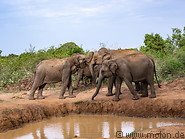 14 Elephants near watering hole