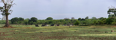 26 Udawalawe national park