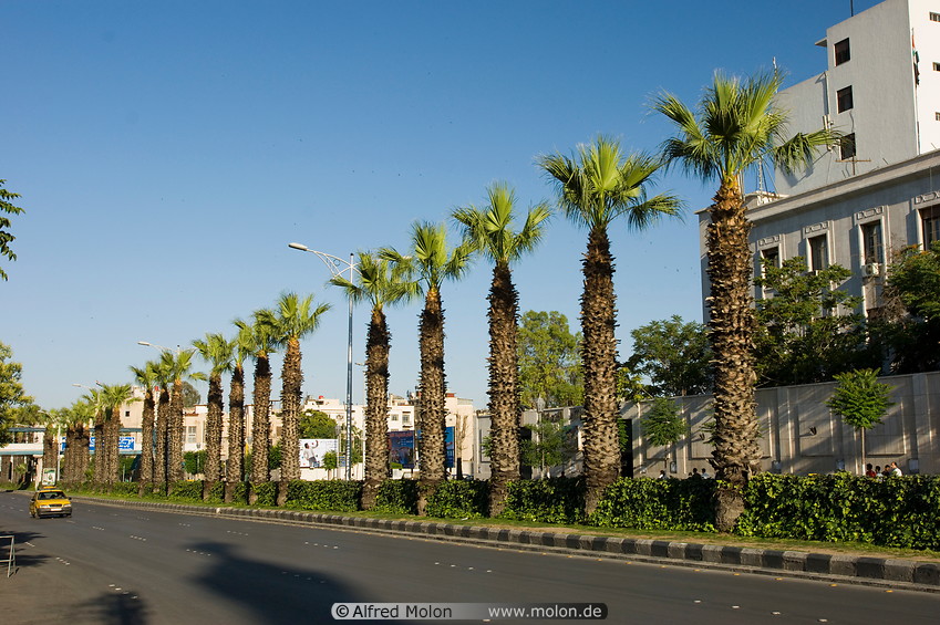 07 Palm tree lined street