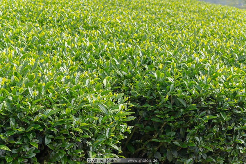 01 Tea bushes