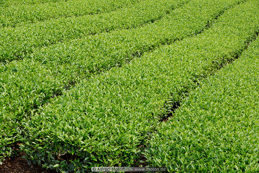 02 Tea plantation