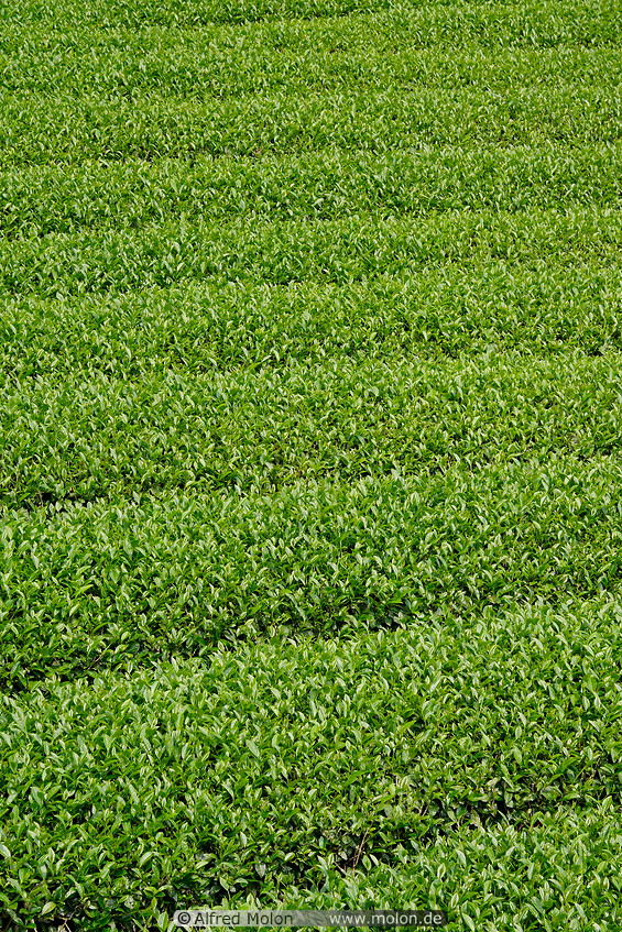 06 Tea plantation
