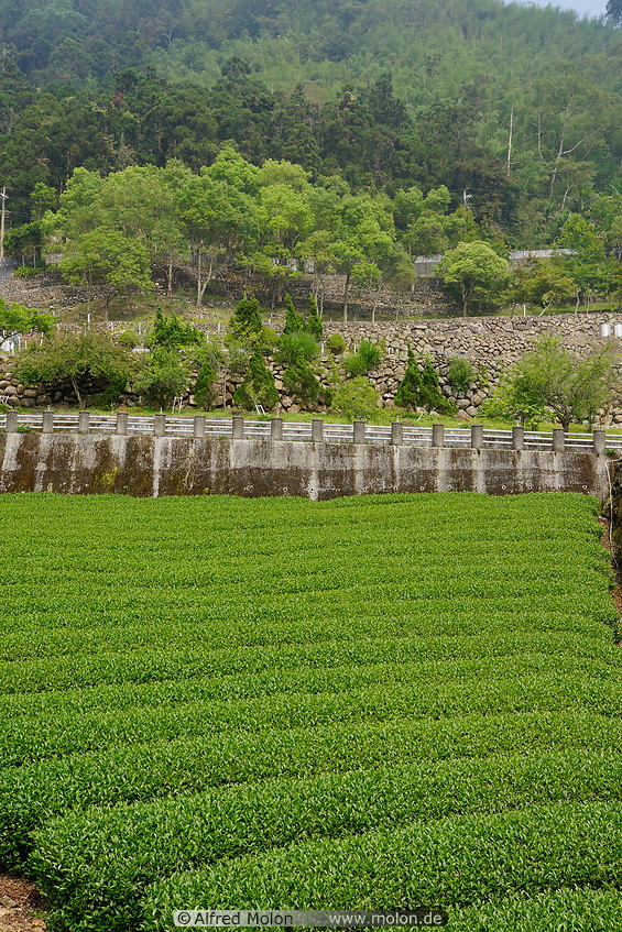 07 Tea plantation