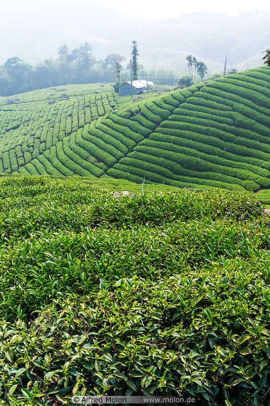13 Oolong tea plantation