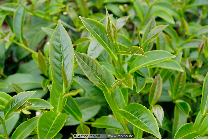 16 Tea leaves