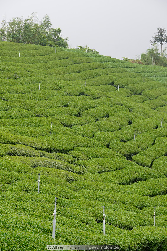19 Oolong tea plantation