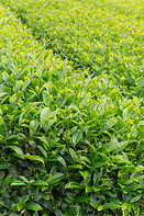 09 Tea bushes
