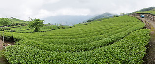 14 Oolong tea plantation