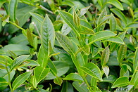 15 Tea leaves