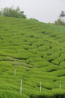 19 Oolong tea plantation