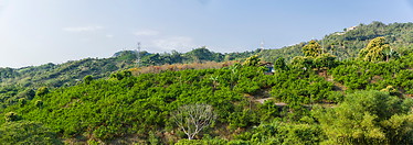 14 Panoramic view with orchards
