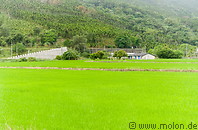 01 Rice paddies