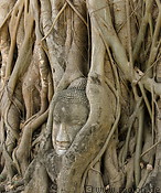 06 Overgrown buddha head