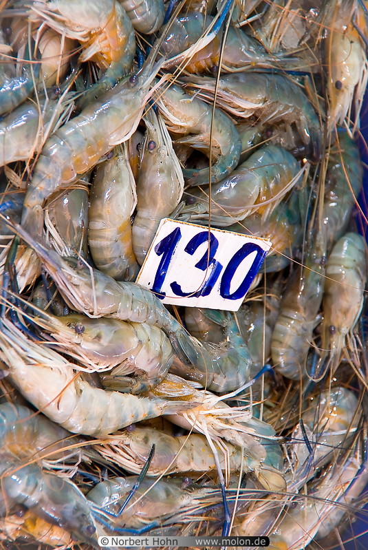 09 Shrimps
