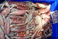 07 Cuttlefish