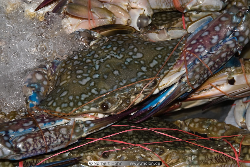 30 Fresh crabs