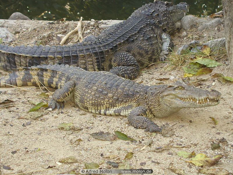 34 Crocodile