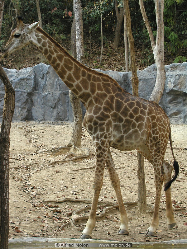 38 Giraffe