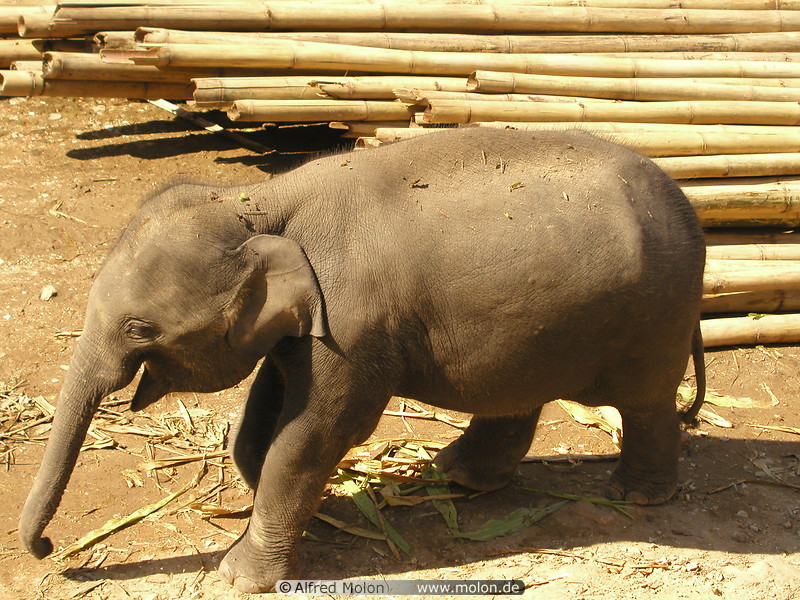 43 Baby elephant