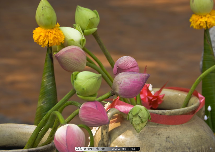 60 Lotus flower buds