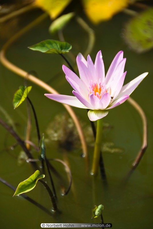 75 Lotus flower