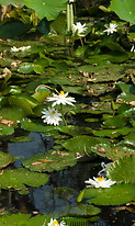 03 Water lilies