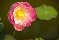 04 Lotus flower
