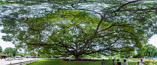 39 Giant rain tree