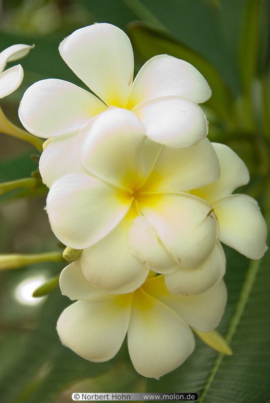 29 White flower
