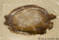 18 Jellyfish at Hat Sai Kaeo beach
