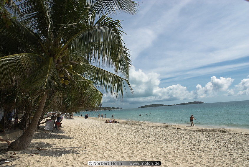 29 Coconut trees on beach