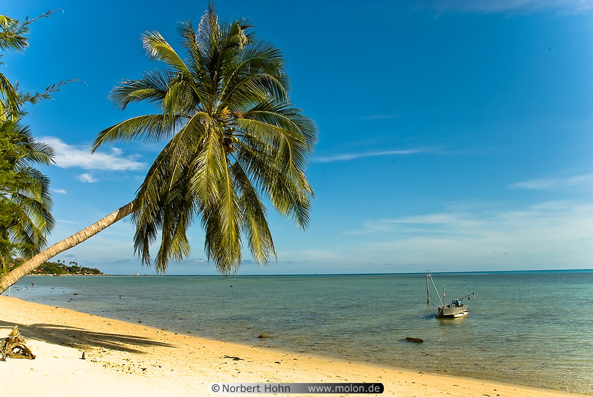 16 Coconut trees on beach