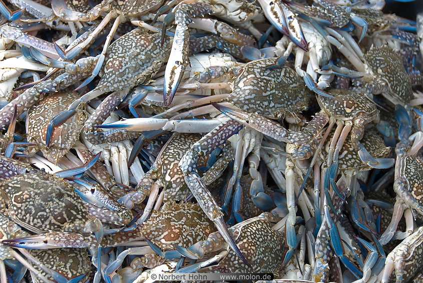 23 Crabs for sale in Baan Lipa Yai