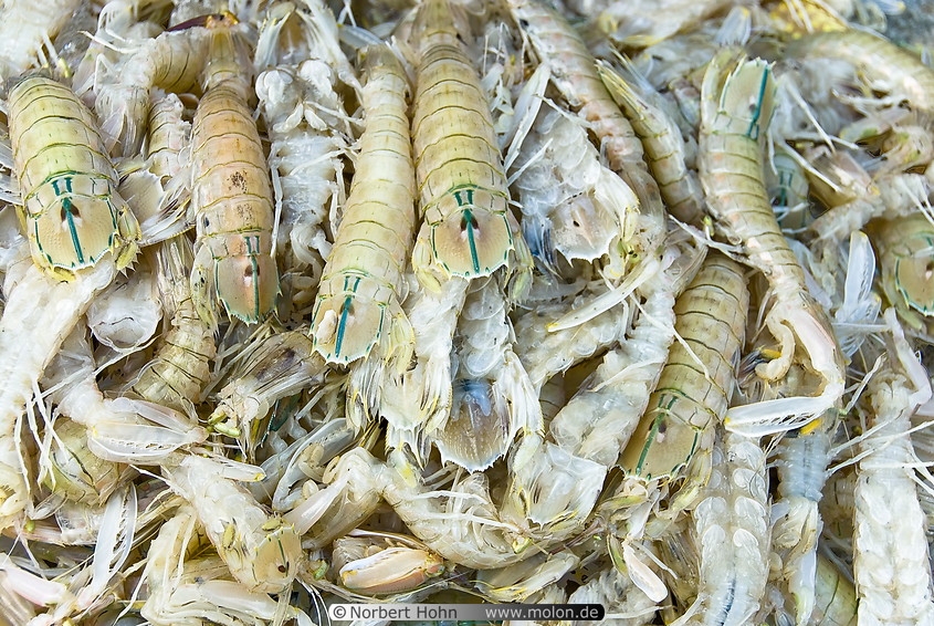 24 Shrimps for sale in Baan Lipa Yai
