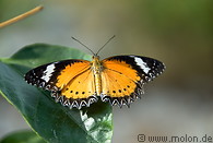 14 Butterfly