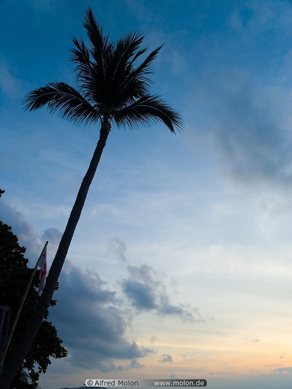 05 Palm tree at dawn
