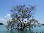 01 Mangroves on Rai Leh east beach