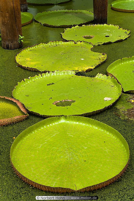 02 Pond with giant lotus leaves