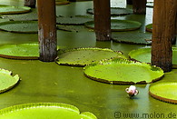 01 Pond with giant lotus leaves